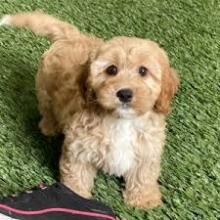 Puppies for sale , cavapoo - Estonia, Narva