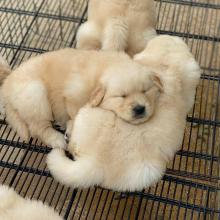 Puppies for sale golden retriever - Sweden, Helsingborg