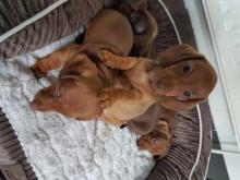 Puppies for sale dachshund - France, Paris