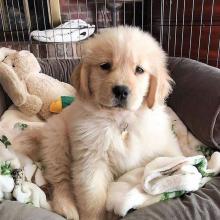 Puppies for sale golden retriever - United Kingdom, Darlington