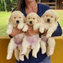 Puppies for sale golden retriever - Sweden, Kalmar