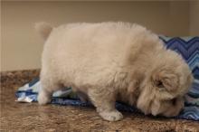 Puppies for sale chow chow - United Kingdom, Kilmarnock