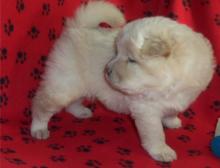 Puppies for sale chow chow - United Kingdom, St. Helens