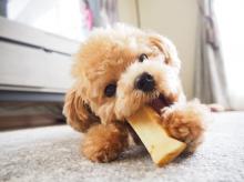 Puppies for sale toy-poodle - Luxembourg, Luxembourg