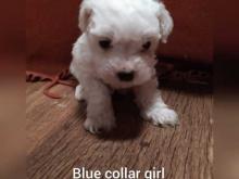 Puppies for sale bichon - Latvia, Riga. Price 10 €