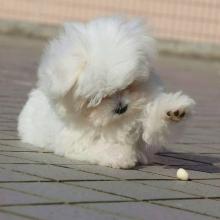 Puppies for sale maltese - Greece, Larissa