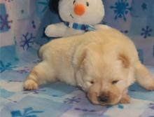 Puppies for sale chow chow - United Kingdom, Norfolk Island