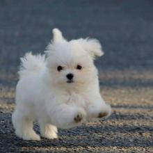 Puppies for sale maltese - Sweden, Mutal