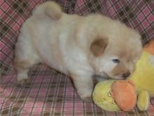 Puppies for sale chow chow - United Kingdom, Glasgow