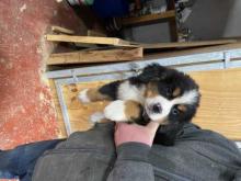 Puppies for sale bernese mountain dog - Netherlands, Eindhoven. Price 10 €