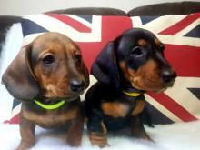 Puppies for sale dachshund - Greece, Athens. Price 11 €