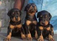 Puppies for sale doberman - Germany, Wiesbaden