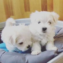 Puppies for sale maltese - Germany, Dresden