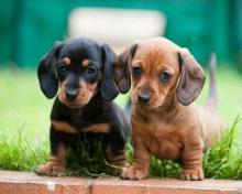 Puppies for sale dachshund - Estonia, Sillamyae