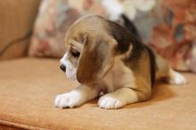 Puppies for sale beagle - Lithuania, Druskininkai