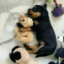 Puppies for sale rottweiler - United Kingdom, Norfolk Island