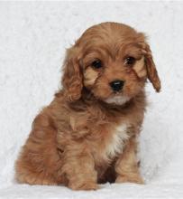 Puppies for sale , cavapoo - Latvia, Kraslava