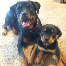 Puppies for sale rottweiler - Sweden, Norcheping