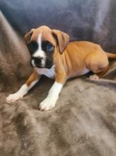 Puppies for sale boxer - Bulgaria, Sofia. Price 11 €