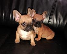 Puppies for sale french bulldog - Hungary, Budapest