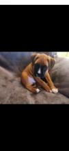 Puppies for sale boxer - Ireland, Dublin. Price 10 €