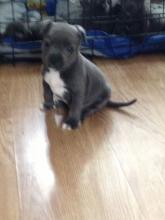 Puppies for sale staffordshire bull terrier - United Kingdom, Colchester. Price 10 €