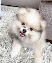 Puppies for sale pomeranian spitz - Latvia, Jelgava