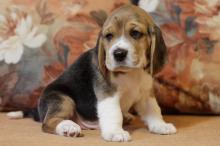 Puppies for sale beagle - Tajikistan, Dushanbe