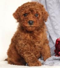 Puppies for sale toy-poodle - Georgia, Rustavi