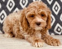 Puppies for sale ,  cockapoo - Russia, Kazan