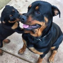 Puppies for sale rottweiler - Sweden, Mutal