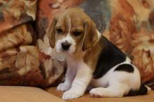 Puppies for sale beagle - Denmark, Kopenagen