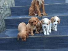 Puppies for sale cocker spaniel - Greece, Athens