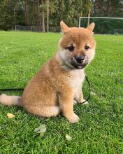 Puppies for sale , shiba inu - Belarus, Grodno