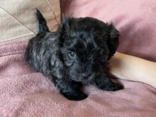 Puppies for sale , maltipoo   - Netherlands, Eindhoven. Price 11 €