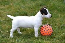 Puppies for sale jack russell terrier - Germany, Gelsenkirchen