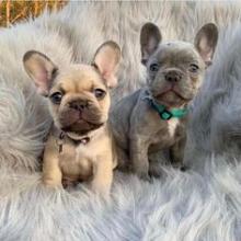 Puppies for sale french bulldog - Canada, Ontario, Windsor