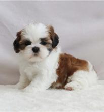 Puppies for sale shih tzu - Romania, Bucharest