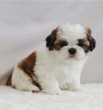 Puppies for sale shih tzu - United Kingdom, Manchester