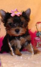 Puppies for sale yorkshire terrier - Ireland, Cork. Price 11 €