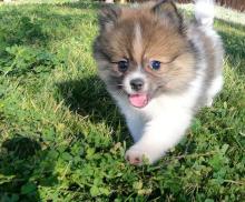 Puppies for sale pomeranian spitz - Turkmenistan, Turkmenabad