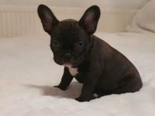 Puppies for sale french bulldog - Netherlands, Maastricht. Price 11 €