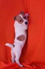 Puppies for sale jack russell terrier - Cyprus, Nicosia