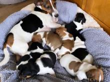 Puppies for sale jack russell terrier - Netherlands, Amsterdam. Price 10 €