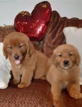 Puppies for sale golden retriever - Lithuania, Plunge