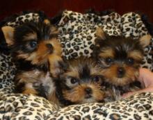Puppies for sale yorkshire terrier - Uzbekistan, Fergana