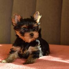 Puppies for sale yorkshire terrier - France, Paris. Price 150 €