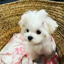 Puppies for sale maltese - Romania, Brasov