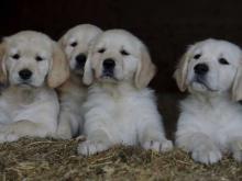 Puppies for sale golden retriever - Finland, Rovaniemi. Price 10 €