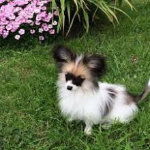 Puppies for sale papillon and phalene - Germany, Mainz